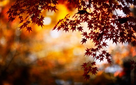 Herfst tag 